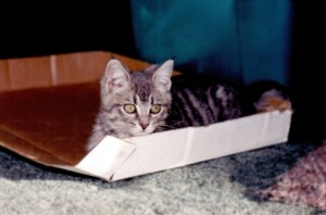 Futzillator in box lid(1)