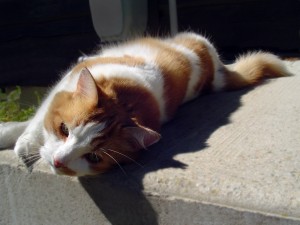 Noodle lying on outdoor step(1)