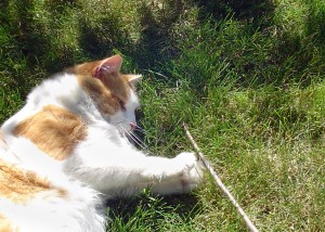 Noodle playing with stick(1)