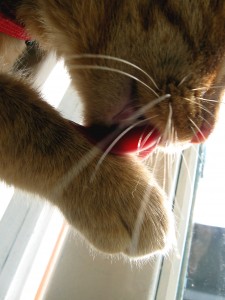 Post image for Facts About Cats: Why Do Cats Have Scratchy Tongues?