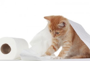 Cat is shredding toilet paper