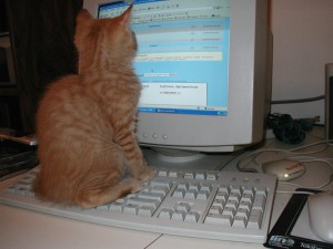 cats and computers