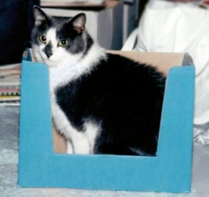 Toby in box