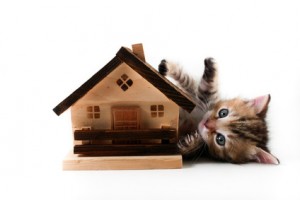 Kitten has real estate